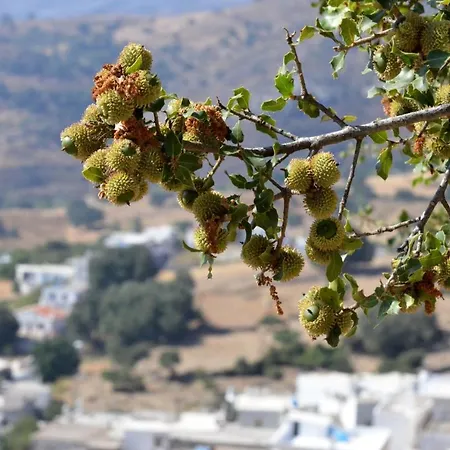 με θέα το χωριό & το όρος ζευς! Apartamento *