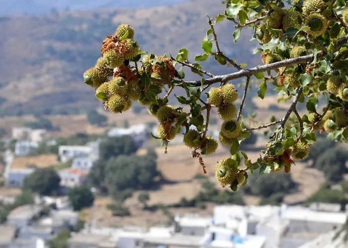 με θέα το χωριό & το όρος ζευς! Apartamento *