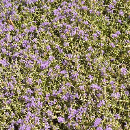 με θέα το χωριό & το όρος ζευς!