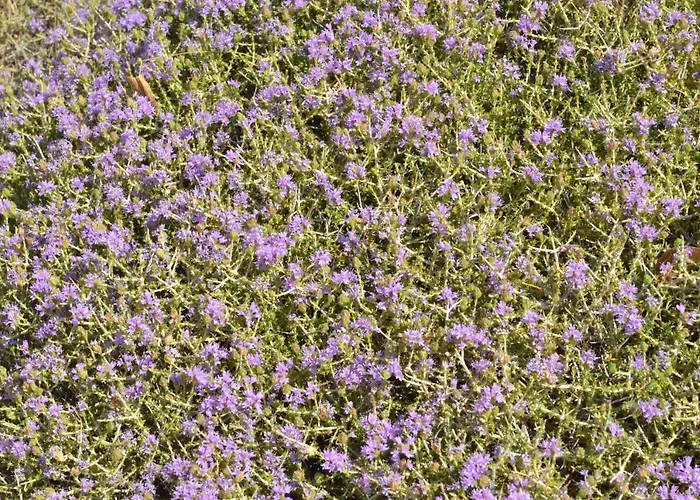 με θέα το χωριό & το όρος ζευς!